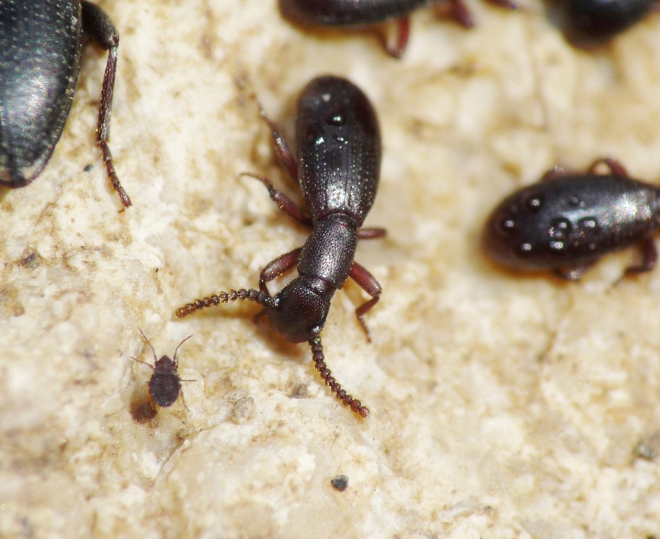 E tu, da dove sbuchi?